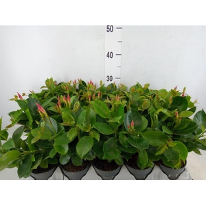 Mandevilla am. 'Sundav Pretty Pink'