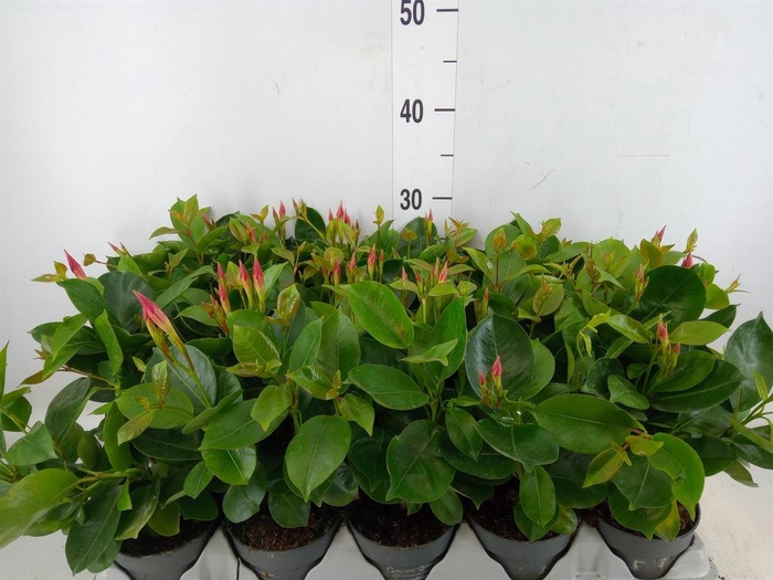 <h4>Mandevilla am. 'Sundav Pretty Pink'</h4>