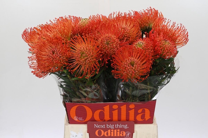 <h4>Nutans Succession</h4>