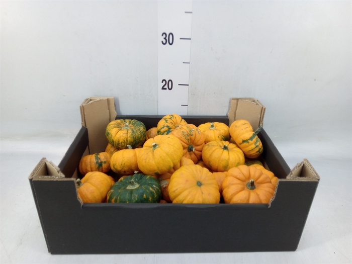 <h4>Cucurbita</h4>