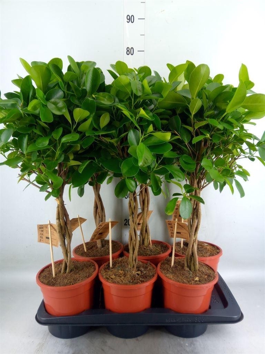 <h4>Ficus microcarpa 'Moclame'</h4>
