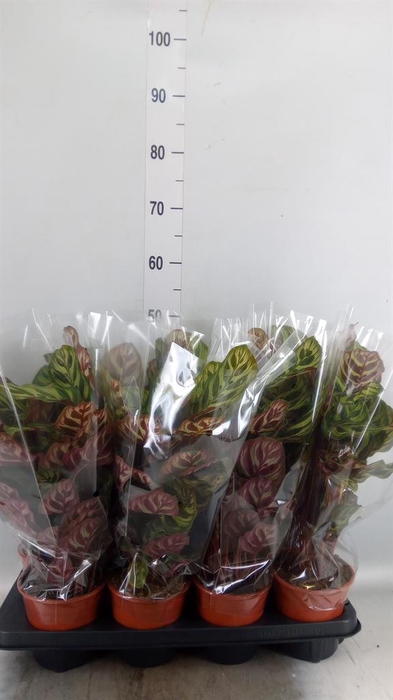 <h4>Calathea makoyana</h4>