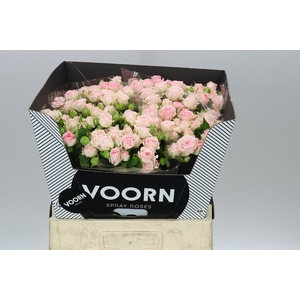 Rosa Tr Aerobic