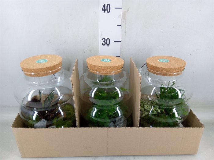 <h4>Arr.   Planten H%</h4>