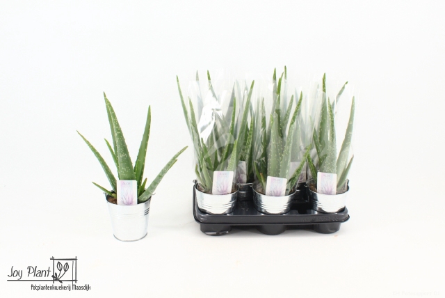<h4>ALOE VERA</h4>