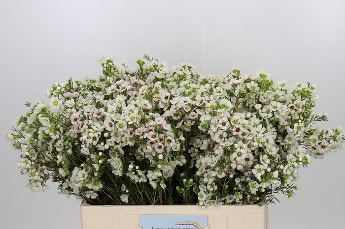 <h4>Chamelaucium Janelle</h4>