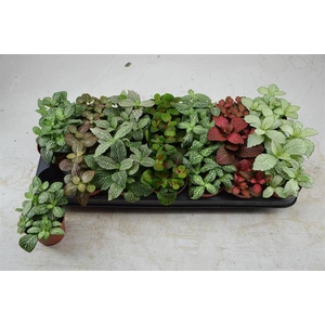 Fittonia mix 8,5Ø 10cm