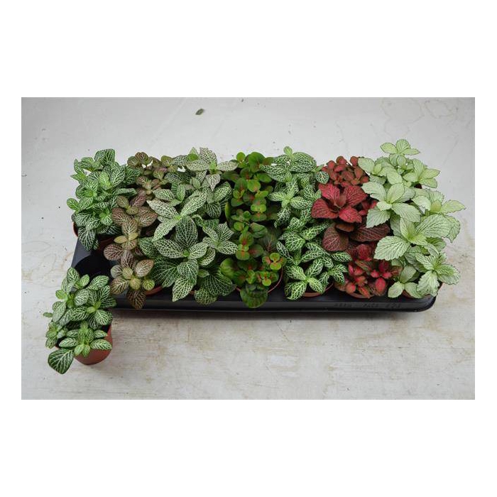 <h4>Fittonia mix 8,5Ø 10cm</h4>
