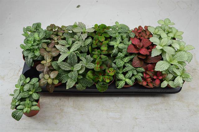 Fittonia mix 8,5Ø 10cm
