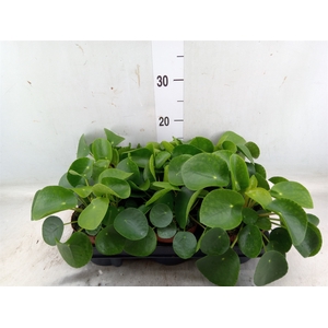 Pilea peperomoides