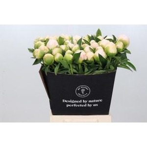 Paeonia Lactiflora Grp 'Snow Princess'