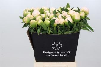 <h4>Paeonia Lactiflora Grp 'Snow Princess'</h4>