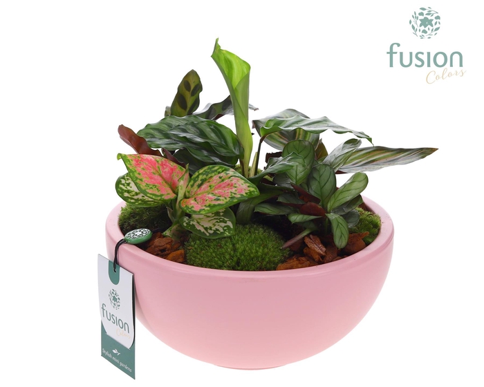 <h4>Schaal keramiek Moon Large roze mat met groene planten</h4>