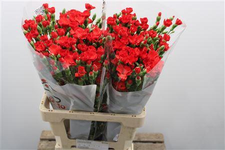 <h4>Dianthus Sp "symply Love</h4>