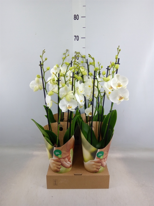 <h4>Phalaenopsis   ...white</h4>