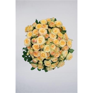 R Gr Tr Yoga Trendsetter