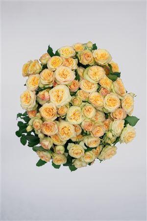 <h4>R Gr Tr Yoga Trendsetter</h4>