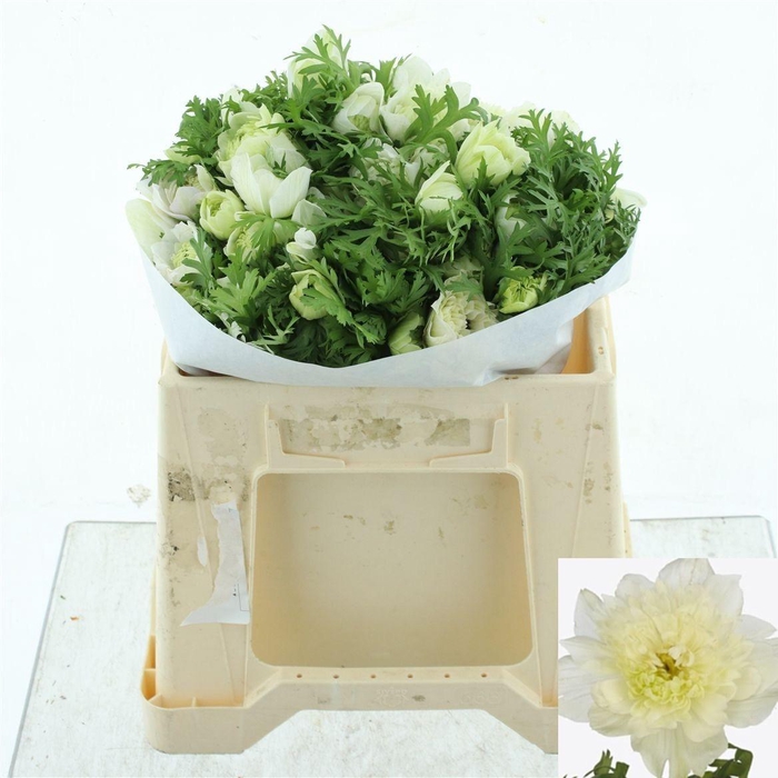 <h4>ANEM CO LEV BIANCO</h4>