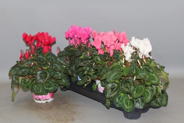 <h4>CYCL GR SUP XL</h4>