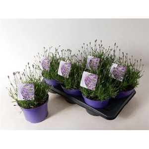 Lavandula Angustifolia Essence Pu