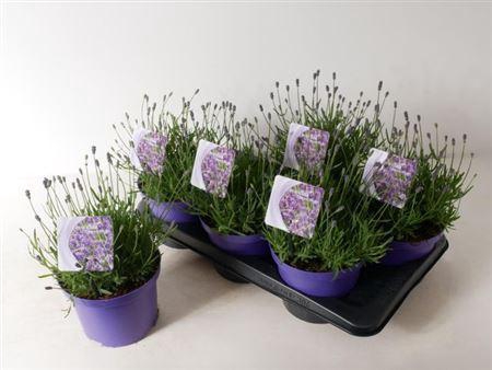 <h4>Lavandula Angustifolia Essence Pu</h4>