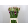 Nerine Sofie