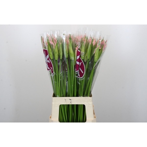 Nerine Sofie