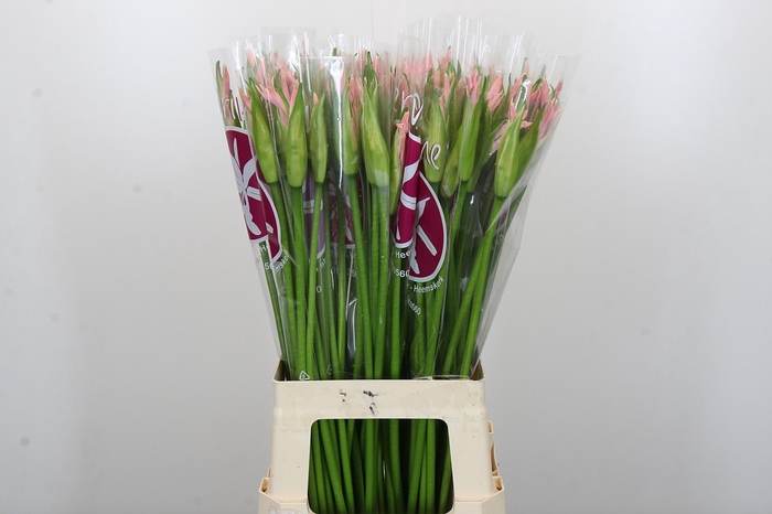 <h4>Nerine Sofie</h4>