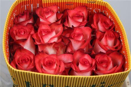 <h4>R Gr Blush Ec</h4>