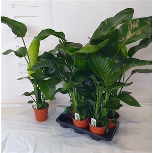 Strelitzia Nicolai 2-3pp