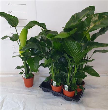 <h4>Strelitzia Nicolai 2-3pp</h4>