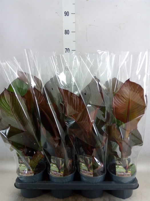 <h4>Ensete ventricosum 'Maurelii'</h4>