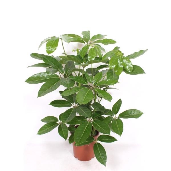 <h4>Schefflera actinophylla 'Amate'</h4>