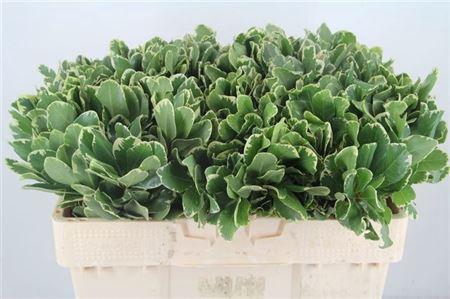 <h4>Pittosp To Ilan</h4>