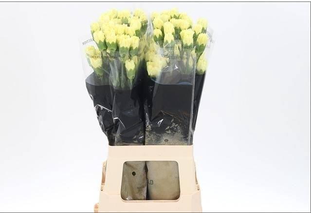 <h4>Di St Hermes</h4>