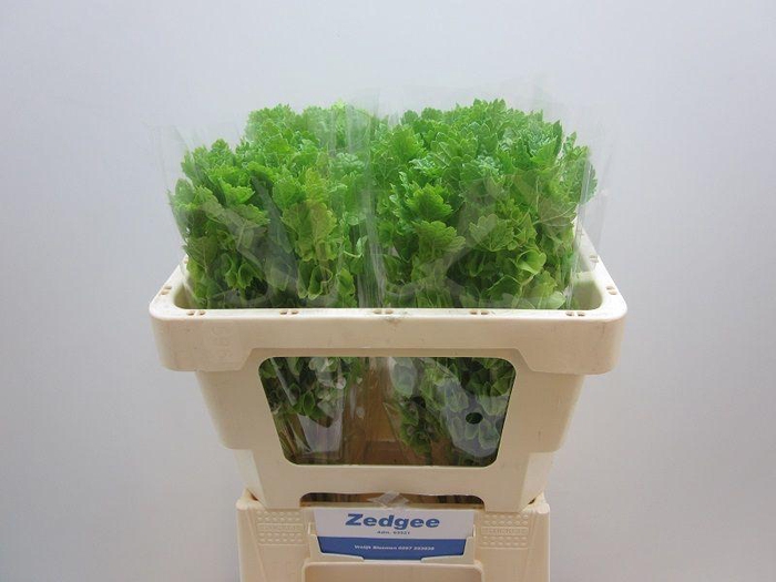 <h4>MOLUCCELLA STUK</h4>