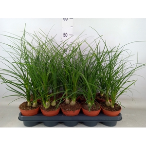 Nolina recurvata   ...