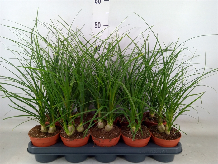 <h4>Nolina recurvata   ...</h4>