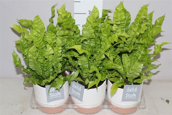 <h4>Asplenium Crispy Wave Milou Keramiek</h4>