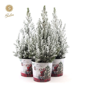 Picea gl. 'December'® P19 in Zinc Santa + Snow