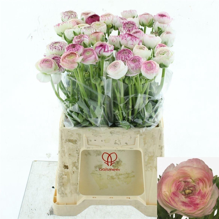 <h4>RAN AAZUR PI STRIPE</h4>