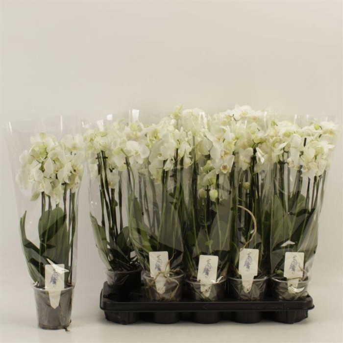 <h4>PHAL OV WIT</h4>