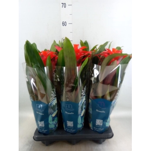 Guzmania  'Fiero Red'