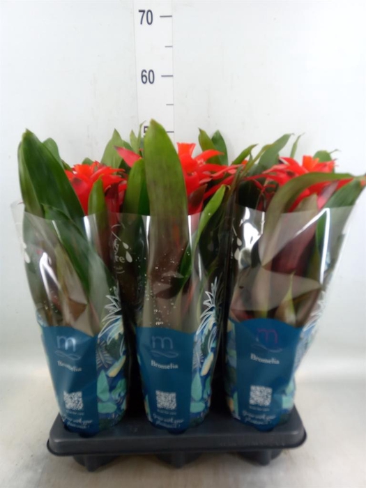 <h4>Guzmania  'Fiero Red'</h4>