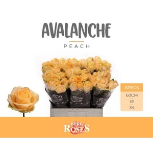 R GR AVALANCHE PEACH+ @ B1