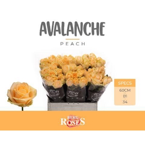 R GR AVALANCHE PEACH+ @ B1