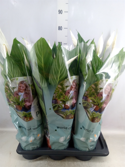 <h4>Spathiphyllum  'Bingo Cupido'</h4>