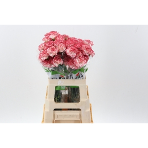 Di St Sorisso 60cm