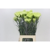 Dianthus St Goblin