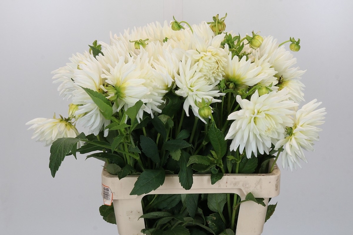 Dahlia Tutu